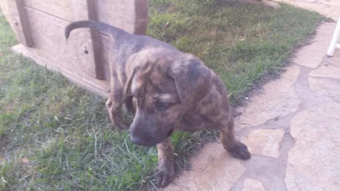 Cachorro ra a SRD idade 2 a 6 meses nome Simbad