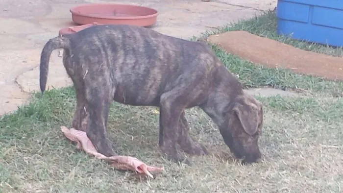 Cachorro ra a SRD idade 2 a 6 meses nome Simbad