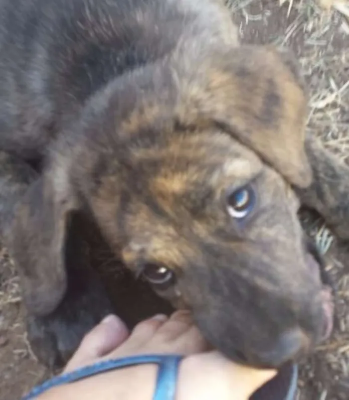 Cachorro ra a SRD idade 2 a 6 meses nome Simbad