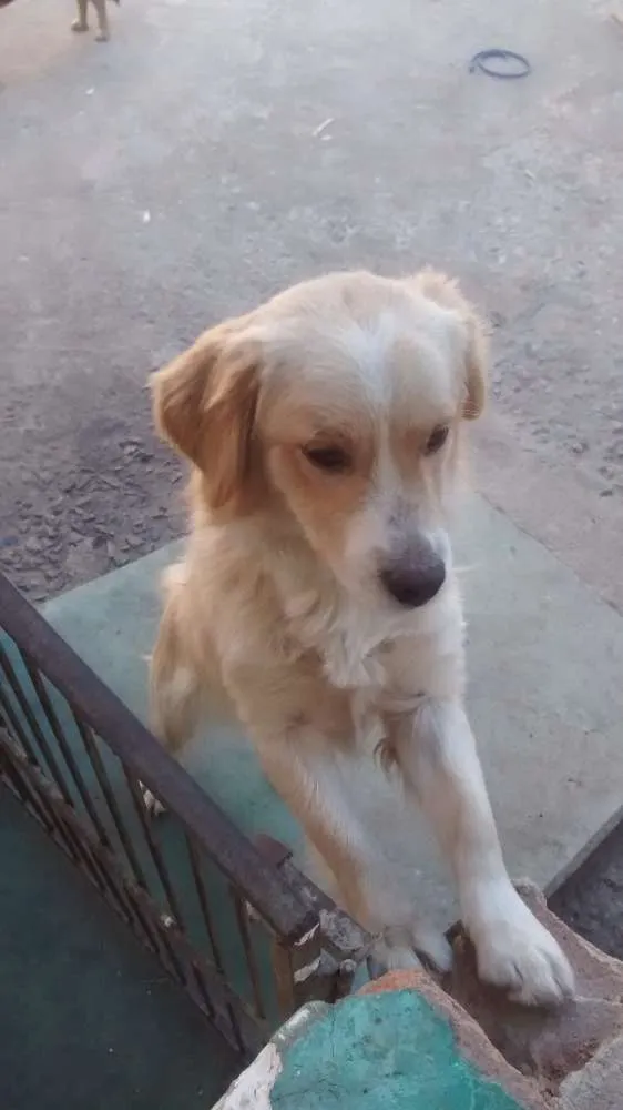 Cachorro ra a Mistura (vira lata) idade 1 ano nome Guto/branquinho 