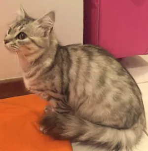 Gato raça SRD idade 2 a 6 meses nome Veronique 