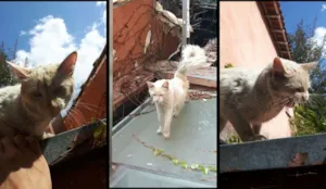 Gato raça  idade 2 anos nome desconhecido