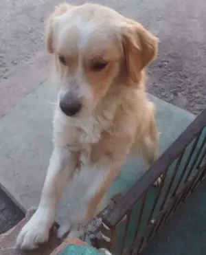 Cachorro raça Mistura (vira lata) idade 1 ano nome Guto/branquinho 