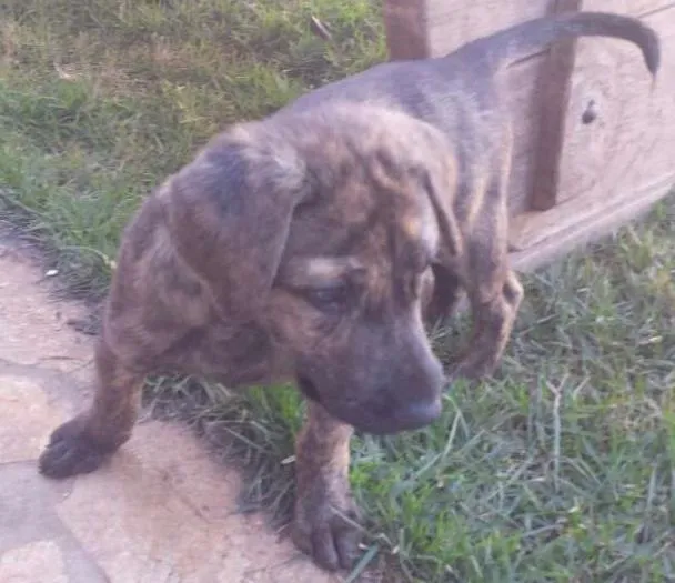 Cachorro ra a SRD idade 2 a 6 meses nome Simbad