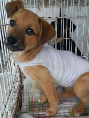 Cachorro raça SRD idade 2 a 6 meses nome Poli