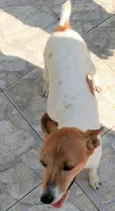 Cachorro raça SRD idade 4 anos nome Costelinha
