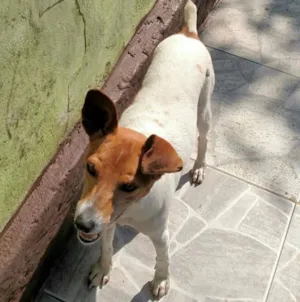 Cachorro raça SRD idade 4 anos nome Costelinha
