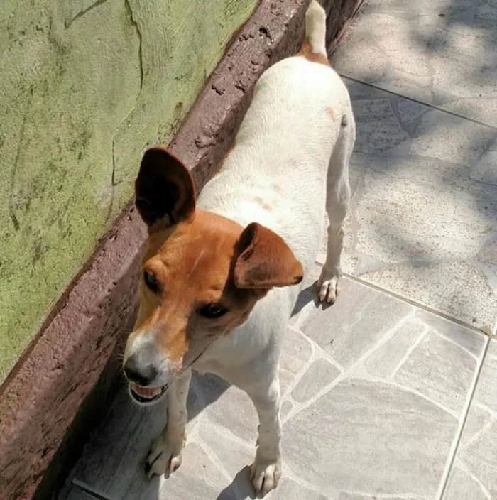 Cachorro raça SRD idade 4 anos nome Costelinha