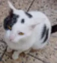 Gregório