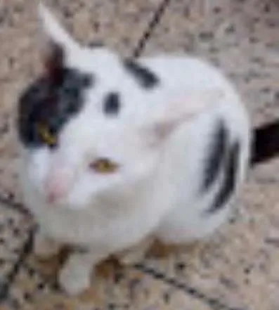 Gato ra a SRD idade 4 anos nome Gregório