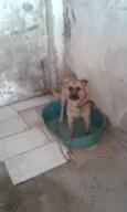 Cachorro raça SRD idade 3 anos nome max