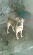 Cachorro raça SRD idade 3 anos nome max