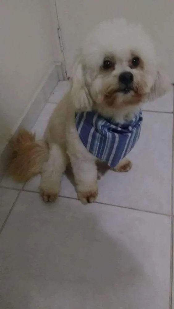 Cachorro ra a poodle idade 2 anos nome Kevin