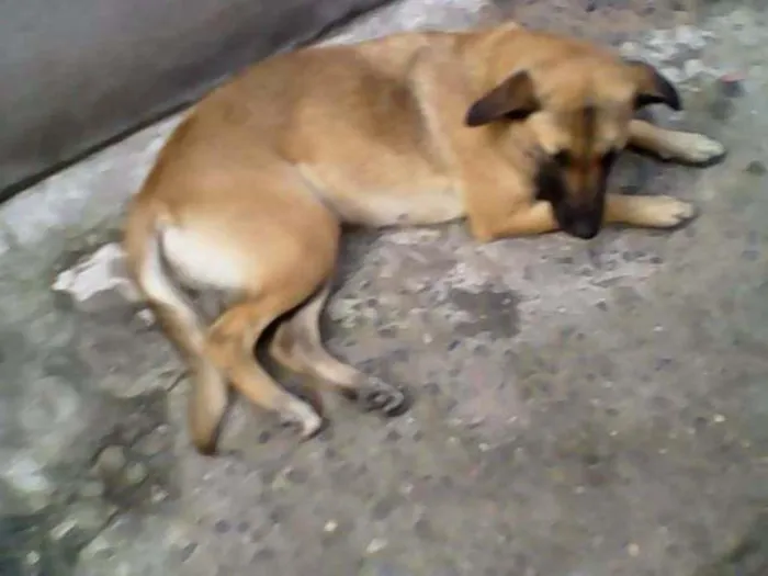 Cachorro ra a nao sei  idade 2 anos nome mel