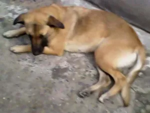 Cachorro raça nao sei  idade 2 anos nome mel