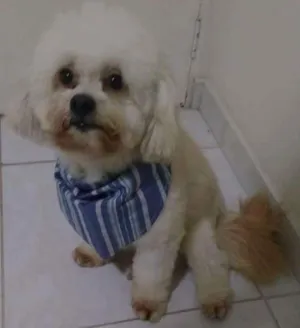 Cachorro raça poodle idade 2 anos nome Kevin
