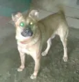 Cachorro raça SRD idade 3 anos nome max