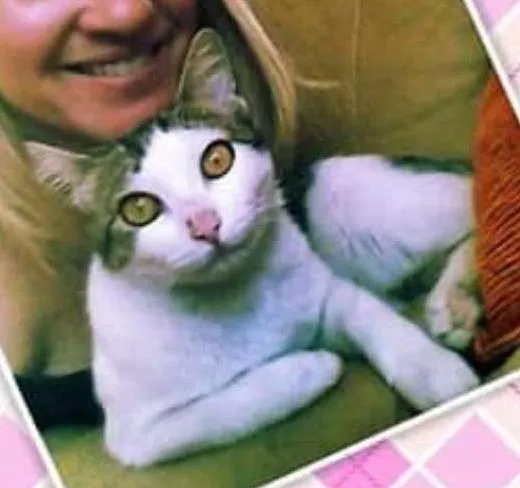 Gato ra a outros idade 2 anos nome Nina