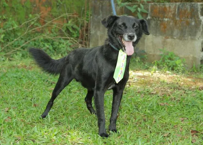 Cachorro ra a SRD idade 6 ou mais anos nome CHAPLIN - Fofíssimo!