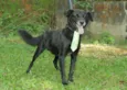 CHAPLIN - Fofíssimo!