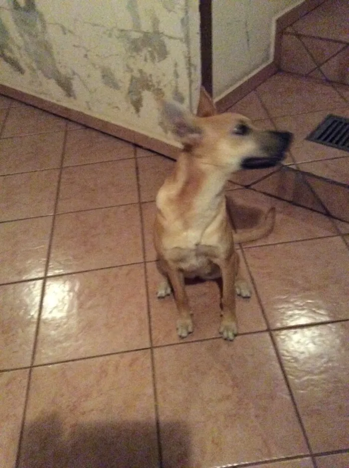 Cachorro ra a Sem raça definida idade 7 a 11 meses nome Mel