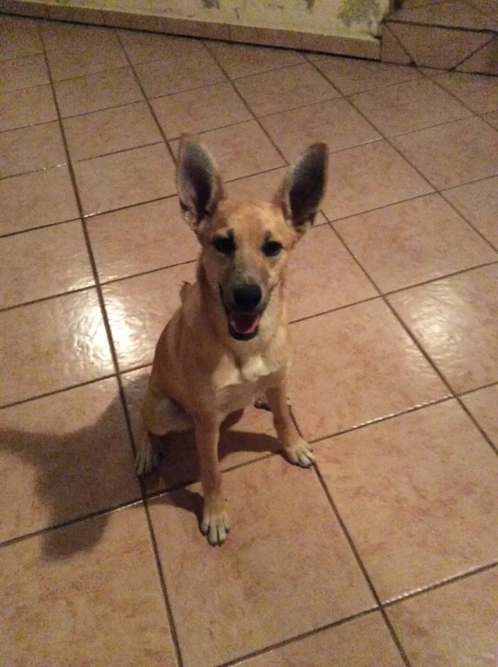 Cachorro ra a Sem raça definida idade 7 a 11 meses nome Mel