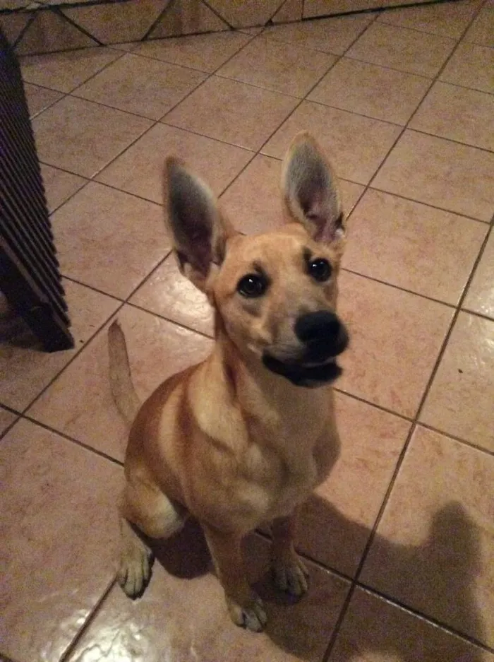 Cachorro ra a Sem raça definida idade 7 a 11 meses nome Mel