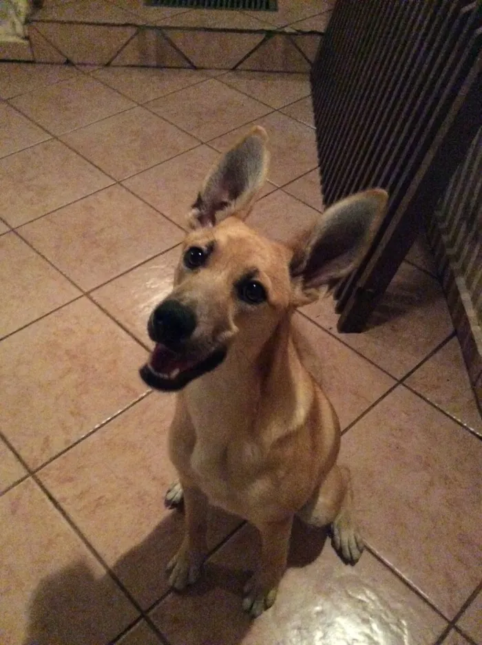 Cachorro ra a Sem raça definida idade 7 a 11 meses nome Mel