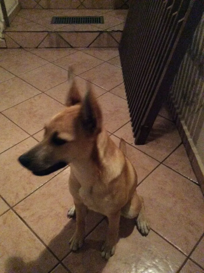 Cachorro ra a Sem raça definida idade 7 a 11 meses nome Mel
