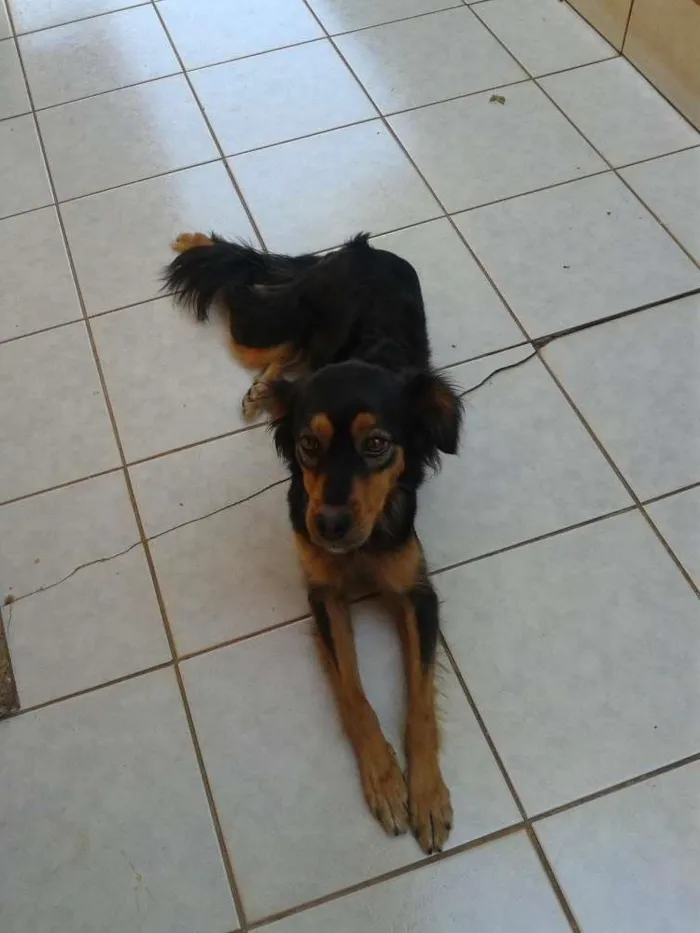 Cachorro ra a viralata idade 2 anos nome july