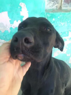 Cachorro raça vira lata idade 2 a 6 meses nome pretinha