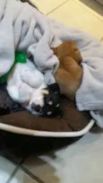 Luna e Polly