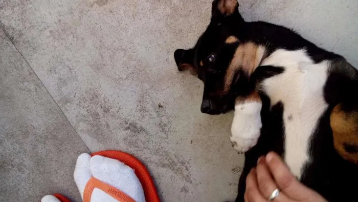 Cachorro ra a SRD idade 2 a 6 meses nome Sem nome