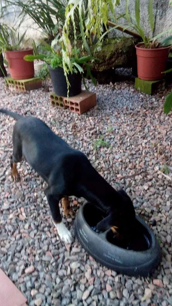 Cachorro ra a SRD idade 2 a 6 meses nome Sem nome