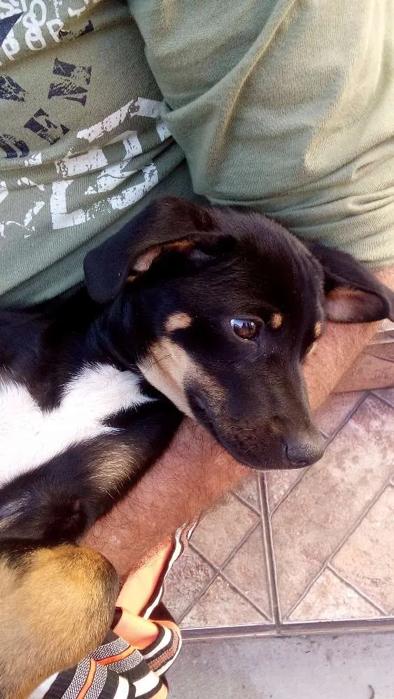 Cachorro ra a SRD idade 2 a 6 meses nome Sem nome