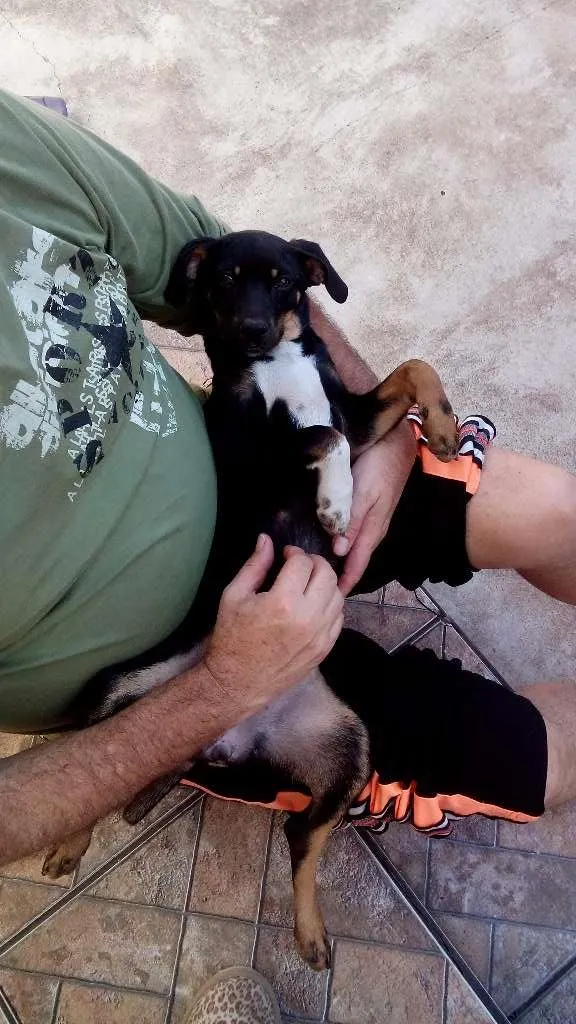 Cachorro ra a SRD idade 2 a 6 meses nome Sem nome