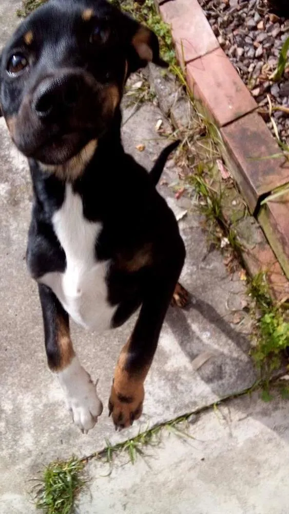 Cachorro ra a SRD idade 2 a 6 meses nome Sem nome