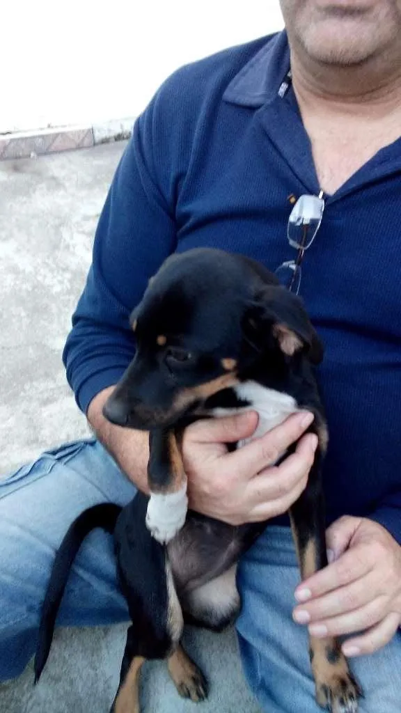 Cachorro ra a SRD idade 2 a 6 meses nome Sem nome
