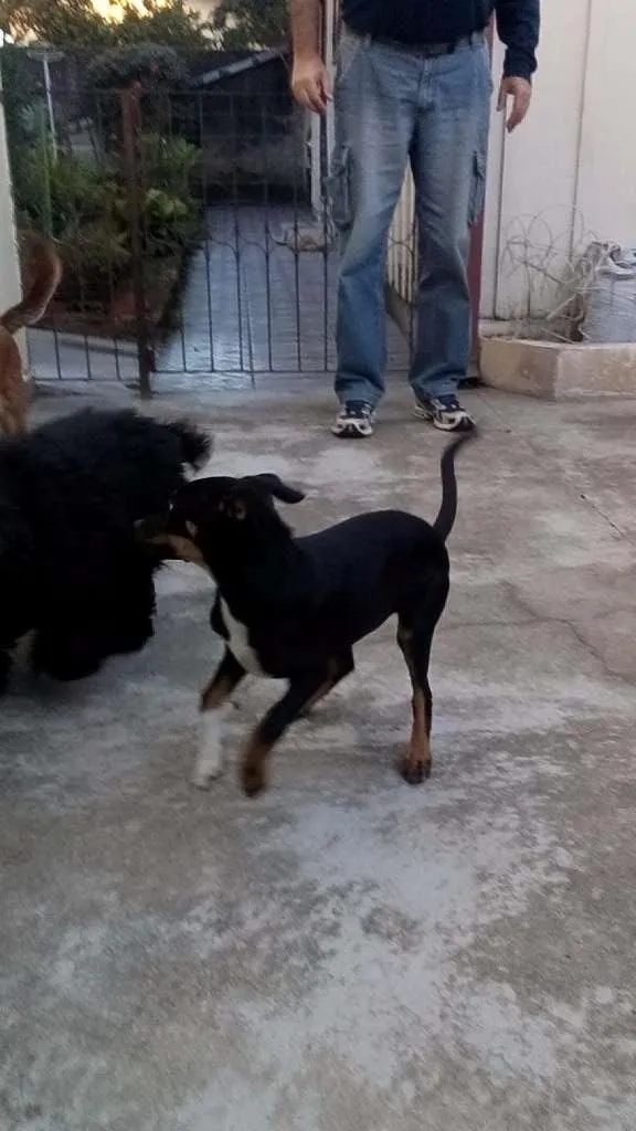 Cachorro ra a SRD idade 2 a 6 meses nome Sem nome