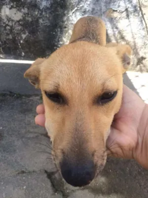 Cachorro raça vira lata idade 2 a 6 meses nome lilica