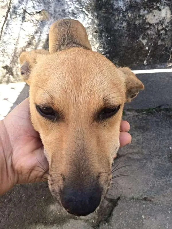 Cachorro ra a vira lata idade 2 a 6 meses nome lilica