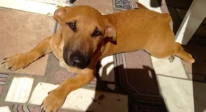 Cachorro raça Parecido com um salsicha!  idade 3 anos nome Bili 
