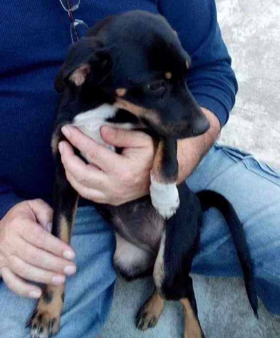 Cachorro ra a SRD idade 2 a 6 meses nome Sem nome
