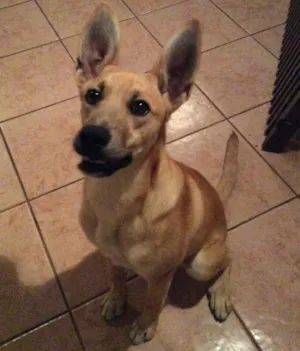 Cachorro raça Sem raça definida idade 7 a 11 meses nome Mel