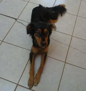 Cachorro raça viralata idade 2 anos nome july