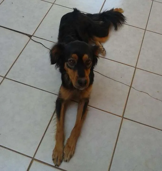 Cachorro ra a viralata idade 2 anos nome july