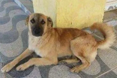 Cachorro ra a Ñão sei idade 2 a 6 meses nome Sorriso  e magrelo