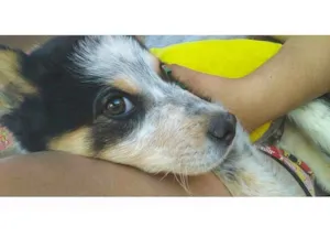 Cachorro raça Burriler idade 2 a 6 meses nome Budy