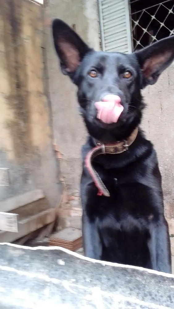 Cachorro ra a Pastor Belgan idade 2 anos nome Boby