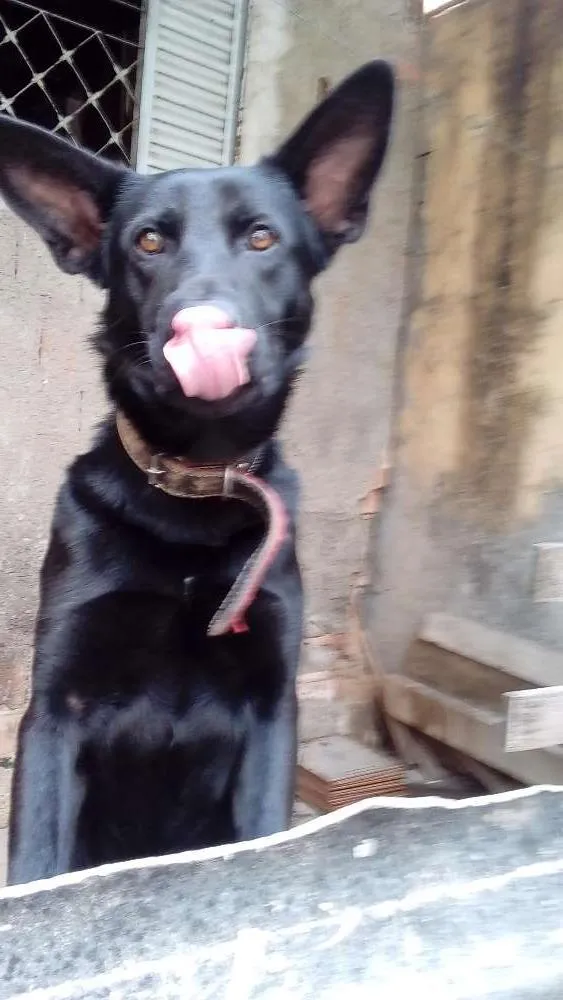 Cachorro ra a Pastor Belgan idade 2 anos nome Boby